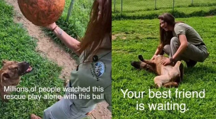 Rescue Dog Used To Play Alone Until Human Changed Everything, but His Journey Isn’t Over Yet Rescue Dog Used To Play Alone Until Human Changed Everything, but His Journey Isn’t Over Yet