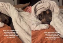 Rescue Dog Who Once Slept Outside Leaves Cold Nights Behind When Human Warmly Tucks Him In Rescue Dog Who Once Slept Outside Leaves Cold Nights Behind When Human Warmly Tucks Him In