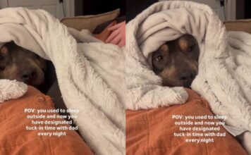 Rescue Dog Who Once Slept Outside Leaves Cold Nights Behind When Human Warmly Tucks Him In Rescue Dog Who Once Slept Outside Leaves Cold Nights Behind When Human Warmly Tucks Him In