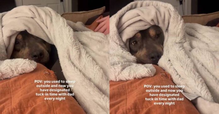 Rescue-Dog-Who-Once-Slept-Outside-Leaves-Cold-Nights-Behind.jpg Rescue Dog Who Once Slept Outside Leaves Cold Nights Behind When Human Warmly Tucks Him In