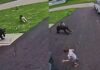 Security Camera Captures the Moment Family Dog Chases Off Bear Charging Young Boy Security Camera Captures the Moment Family Dog Chases Off Bear Charging Young Boy