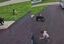Security Camera Captures the Moment Family Dog Chases Off Bear Charging Young Boy Security Camera Captures the Moment Family Dog Chases Off Bear Charging Young Boy