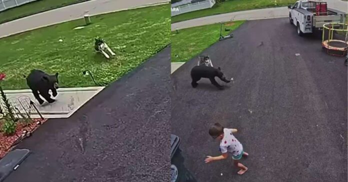 Security Camera Captures the Moment Family Dog Chases Off Bear Charging Young Boy