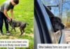 Senior Shelter Dog Has Spent Half His Life Inside a Kennel With Two Heartbreaking Titles Senior Shelter Dog Has Spent Half His Life Inside a Kennel With Two Heartbreaking Titles