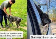 Senior Shelter Dog Has Spent Half His Life Inside a Kennel With Two Heartbreaking Titles Senior Shelter Dog Has Spent Half His Life Inside a Kennel With Two Heartbreaking Titles