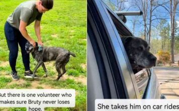 Senior Shelter Dog Has Spent Half His Life Inside a Kennel With Two Heartbreaking Titles Senior Shelter Dog Has Spent Half His Life Inside a Kennel With Two Heartbreaking Titles