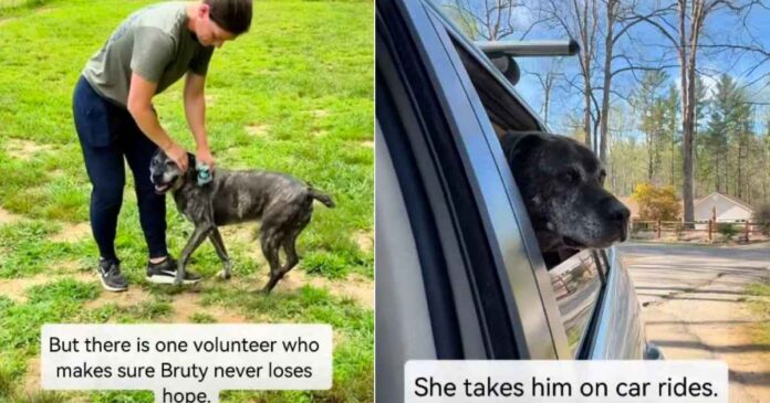 Senior Shelter Dog Has Spent Half His Life Inside a Kennel With Two Heartbreaking Titles