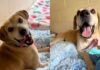 Senior Shelter Dog Who Rarely Barks Calls Human Back Just So They’ll Sit With Him While He Plays Senior Shelter Dog Who Rarely Barks Calls Human Back Just So They’ll Sit With Him While He Plays