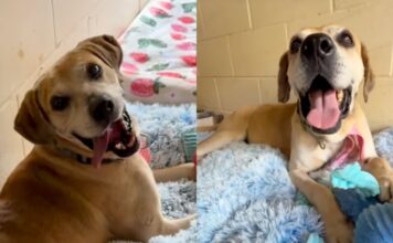 Senior Shelter Dog Who Rarely Barks Calls Human Back Just So They’ll Sit With Him While He Plays Senior Shelter Dog Who Rarely Barks Calls Human Back Just So They’ll Sit With Him While He Plays