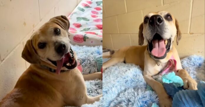 Senior Shelter Dog Who Rarely Barks Calls Human Back Just So They’ll Sit With Him While He Plays