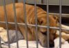 Senior Shelter Dog Who Spent Nearly Her Entire Life With One Family Now Waits for New Beginning Senior Shelter Dog Who Spent Nearly Her Entire Life With One Family Now Waits for New Beginning