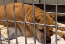 Senior Shelter Dog Who Spent Nearly Her Entire Life With One Family Now Waits for New Beginning Senior Shelter Dog Who Spent Nearly Her Entire Life With One Family Now Waits for New Beginning