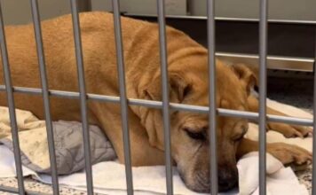 Senior Shelter Dog Who Spent Nearly Her Entire Life With One Family Now Waits for New Beginning Senior Shelter Dog Who Spent Nearly Her Entire Life With One Family Now Waits for New Beginning