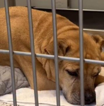 Senior Shelter Dog Who Spent Nearly Her Entire Life With One Family Now Waits for New Beginning Senior Shelter Dog Who Spent Nearly Her Entire Life With One Family Now Waits for New Beginning