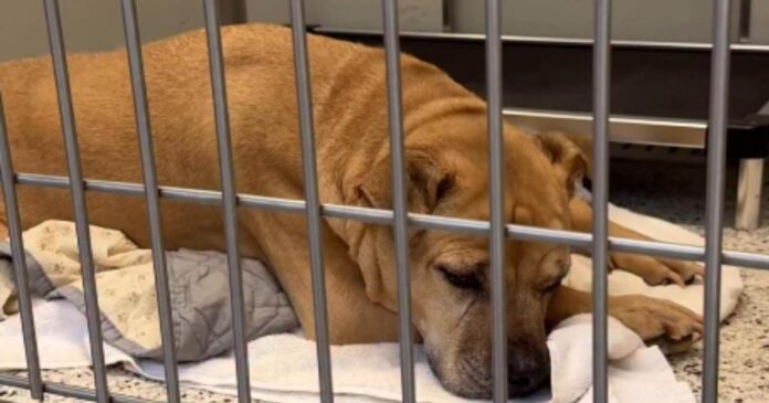 Senior-Shelter-Dog-Who-Spent-Nearly-Her-Entire-Life-With.jpg Senior Shelter Dog Who Spent Nearly Her Entire Life With One Family Now Waits for New Beginning