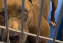 Shelter Dog Abandoned Like ‘His Life Meant Nothing’ Is Looking for a Miracle Shelter Dog Abandoned Like ‘His Life Meant Nothing’ Is Looking for a Miracle