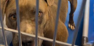 Shelter Dog Abandoned Like ‘His Life Meant Nothing’ Is Looking for a Miracle