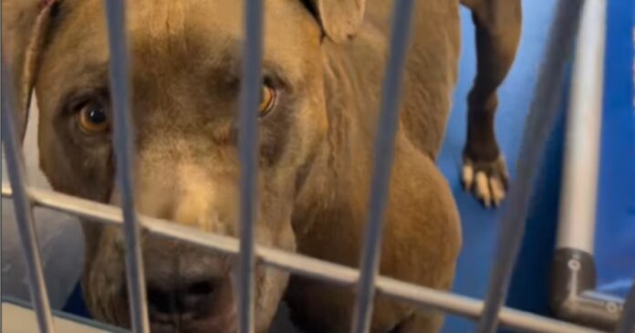 Shelter-Dog-Abandoned-Like-‘His-Life-Meant-Nothing-Is-Looking.jpg Shelter Dog Abandoned Like ‘His Life Meant Nothing’ Is Looking for a Miracle