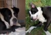 Shelter Dog Abandoned at 11 Years Slowly Loses His Spark as Days Pass By Shelter Dog Abandoned at 11 Years Slowly Loses His Spark as Days Pass By