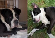 Shelter Dog Abandoned at 11 Years Slowly Loses His Spark as Days Pass By Shelter Dog Abandoned at 11 Years Slowly Loses His Spark as Days Pass By