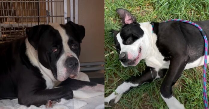 Shelter Dog Abandoned at 11 Years Slowly Loses His Spark as Days Pass By