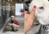 Shelter Dog Doesn’t Let Humans Take Her Out of the Kennel, Scared of What Might Happen Next Shelter Dog Doesn’t Let Humans Take Her Out of the Kennel, Scared of What Might Happen Next