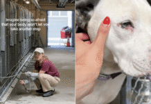 Shelter Dog Doesn’t Let Humans Take Her Out of the Kennel, Scared of What Might Happen Next Shelter Dog Doesn’t Let Humans Take Her Out of the Kennel, Scared of What Might Happen Next