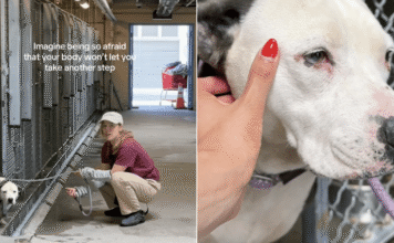 Shelter Dog Doesn’t Let Humans Take Her Out of the Kennel, Scared of What Might Happen Next Shelter Dog Doesn’t Let Humans Take Her Out of the Kennel, Scared of What Might Happen Next