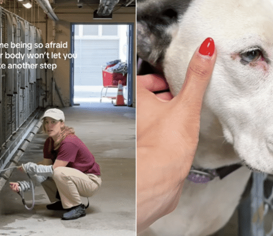 Shelter Dog Doesn’t Let Humans Take Her Out of the Kennel, Scared of What Might Happen Next Shelter Dog Doesn’t Let Humans Take Her Out of the Kennel, Scared of What Might Happen Next