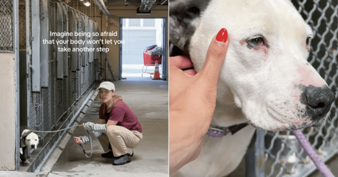 Shelter-Dog-Doesnt-Let-Humans-Take-Her-Out-of-the.png Shelter Dog Doesn’t Let Humans Take Her Out of the Kennel, Scared of What Might Happen Next