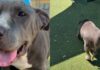 Shelter Dog Finally Feels the Sun Outside Her Kennel, Then Freezes When It’s Time To Go Back Shelter Dog Finally Feels the Sun Outside Her Kennel, Then Freezes When It’s Time To Go Back