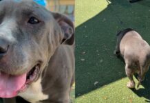 Shelter Dog Finally Feels the Sun Outside Her Kennel, Then Freezes When It’s Time To Go Back Shelter Dog Finally Feels the Sun Outside Her Kennel, Then Freezes When It’s Time To Go Back