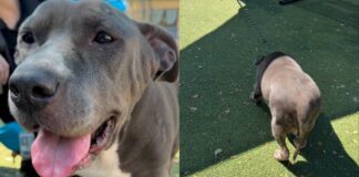 Shelter Dog Finally Feels the Sun Outside Her Kennel, Then Freezes When It’s Time To Go Back