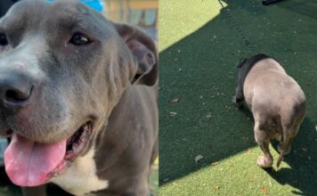 Shelter Dog Finally Feels the Sun Outside Her Kennel, Then Freezes When It’s Time To Go Back Shelter Dog Finally Feels the Sun Outside Her Kennel, Then Freezes When It’s Time To Go Back