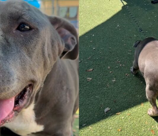 Shelter Dog Finally Feels the Sun Outside Her Kennel, Then Freezes When It’s Time To Go Back Shelter Dog Finally Feels the Sun Outside Her Kennel, Then Freezes When It’s Time To Go Back
