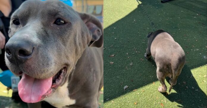 Shelter-Dog-Finally-Feels-the-Sun-Outside-Her-Kennel-Then.jpg Shelter Dog Finally Feels the Sun Outside Her Kennel, Then Freezes When It’s Time To Go Back