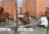 Shelter Dog Gets a Rare ‘Second Chance’ Only for Her to Wait All Over Again Shelter Dog Gets a Rare ‘Second Chance’ Only for Her to Wait All Over Again