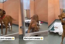 Shelter Dog Gets a Rare ‘Second Chance’ Only for Her to Wait All Over Again Shelter Dog Gets a Rare ‘Second Chance’ Only for Her to Wait All Over Again