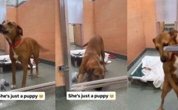 Shelter Dog Gets a Rare ‘Second Chance’ Only for Her to Wait All Over Again Shelter Dog Gets a Rare ‘Second Chance’ Only for Her to Wait All Over Again
