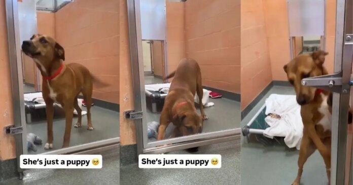Shelter Dog Gets a Rare ‘Second Chance’ Only for Her to Wait All Over Again