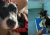 Shelter Dog Gets to Be a ‘Couch Crasher’ in Foster Care, but Not for Long Shelter Dog Gets to Be a ‘Couch Crasher’ in Foster Care, but Not for Long