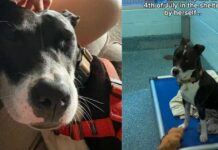 Shelter Dog Gets to Be a ‘Couch Crasher’ in Foster Care, but Not for Long Shelter Dog Gets to Be a ‘Couch Crasher’ in Foster Care, but Not for Long