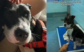Shelter Dog Gets to Be a ‘Couch Crasher’ in Foster Care, but Not for Long Shelter Dog Gets to Be a ‘Couch Crasher’ in Foster Care, but Not for Long