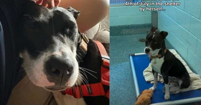 Shelter Dog Gets to Be a ‘Couch Crasher’ in Foster Care, but Not for Long