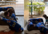 Shelter Dog Has People ‘Gasping at His Face’ & a Glow-up Doesn’t Help Shelter Dog Has People ‘Gasping at His Face’ & a Glow-up Doesn’t Help