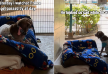 Shelter Dog Has People ‘Gasping at His Face’ & a Glow-up Doesn’t Help Shelter Dog Has People ‘Gasping at His Face’ & a Glow-up Doesn’t Help