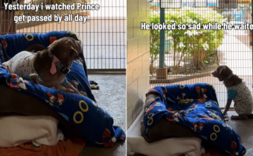 Shelter Dog Has People ‘Gasping at His Face’ & a Glow-up Doesn’t Help Shelter Dog Has People ‘Gasping at His Face’ & a Glow-up Doesn’t Help