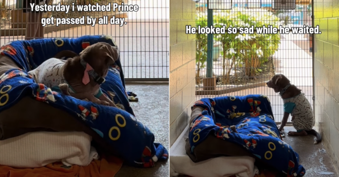 Shelter-Dog-Has-People-‘Gasping-at-His-Face-a.png Shelter Dog Has People ‘Gasping at His Face’ & a Glow-up Doesn’t Help