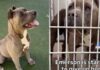 Shelter Dog Is Giving Up on Finding a Home & Only a Miracle Can Save Him Shelter Dog Is Giving Up on Finding a Home & Only a Miracle Can Save Him
