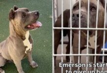 Shelter Dog Is Giving Up on Finding a Home & Only a Miracle Can Save Him Shelter Dog Is Giving Up on Finding a Home & Only a Miracle Can Save Him